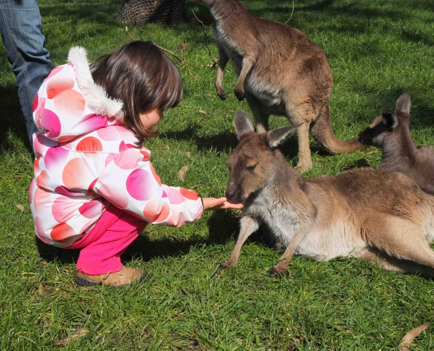 Alix-donnant-à-manger-aux-kangourous